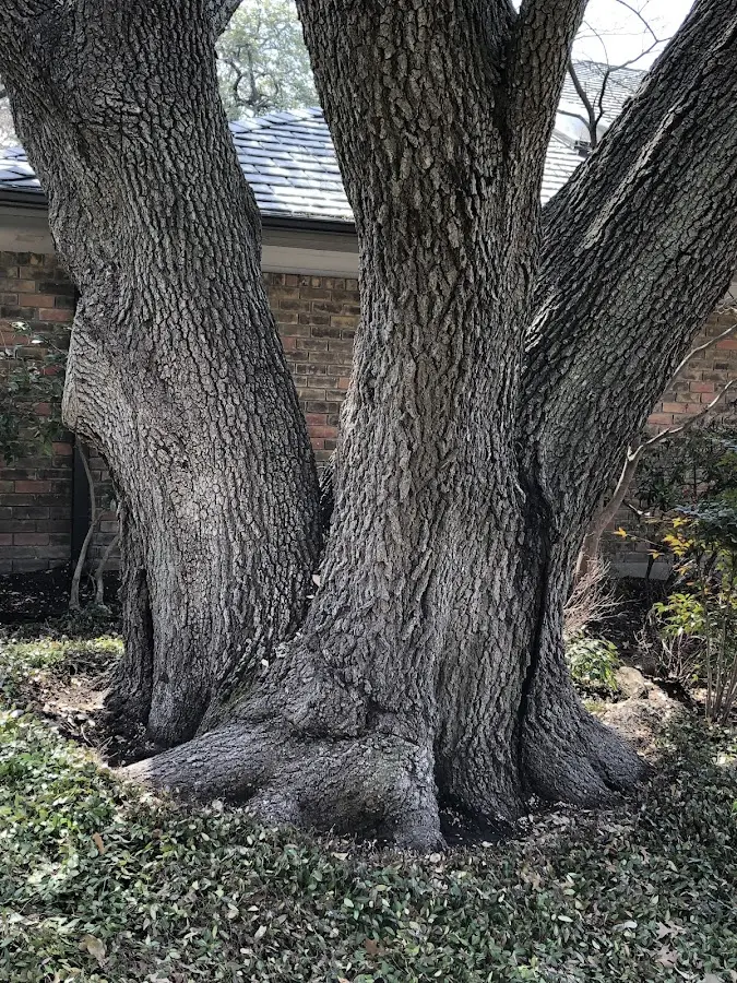 Mature heritage tree close to a Arkabutla property cared for by certified arborists